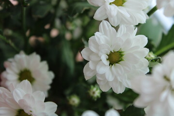 Bukiet białych kwiatów - obrazy, fototapety, plakaty