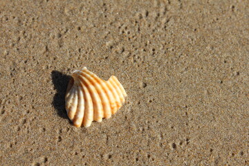 shell on the sand