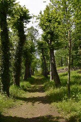 ulmenallee
