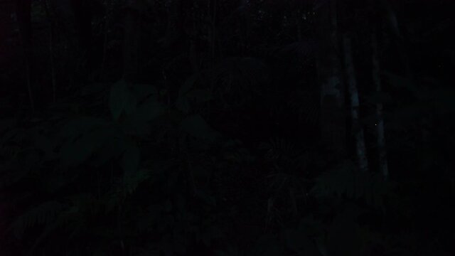 Okinawa,Japan - May 22, 2021: Live real recording -- not time lapse -- of Glow of Yaeyama Hime fireflies at Ishigaki island, Okinawa, Japan. 
