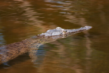 Young Nile crocodile Crocodylus niloticus in a river in Kruger National Park, South Africa