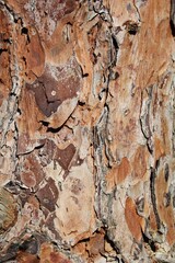 Bark