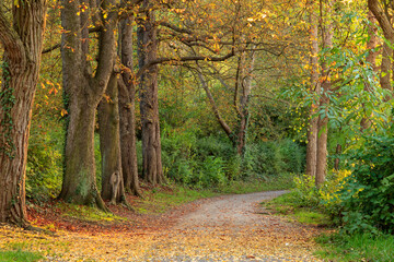 Obraz premium treelined path in golden autumn forest in germany. 