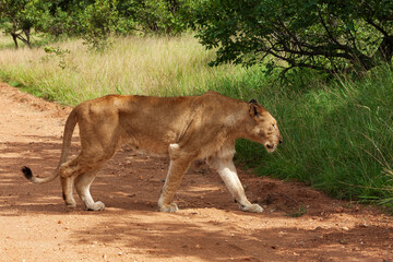 Lioness crossing a dirt road in Kruger National Park, South Africa
