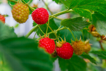 Ripe red raspberries in dewdrops ripened on a raspberry bush in summer