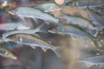 Capelin fresh fish, Hypomesus japonicus, Mallotus villosus.