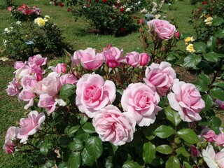 Rose, Roseto di Roma, Roma, Italia