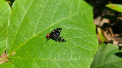 bug on leaf