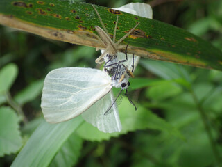 笹の葉の上にいるシャコグモと思われる蜘蛛に捕らえられたキアシドクガの成虫