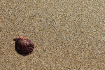 Shell