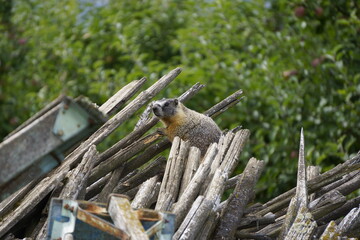 Marmot are hiding on pile of old wood