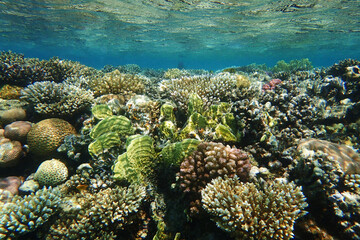 Naklejka na ściany i meble coral reef in Egypt, Makadi Bay