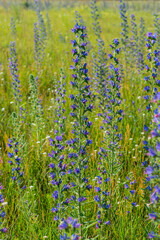 Blooming meadow grasses on a sunny day, wild land. S