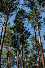 Tall pine trees in the forest in the early morning against the blue sky.