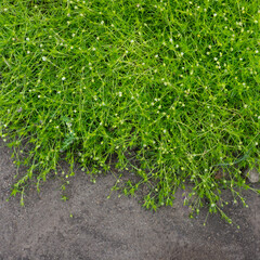 green creeping plant against the background of sandy soil.