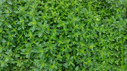 surface of green grass in the garden, natural background.