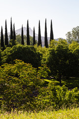 Sainte Victoire mountain, a spring morning