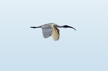 black-headed Ibis flying at eye level against the clean sky