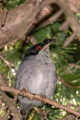 Sardinian Warbler on a branch in a grove of trees