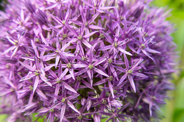 Purple star flower in the garden