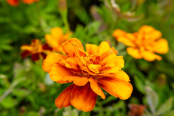 Beautiful flower in the garden