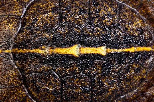 Close up texture pattern of turtle shell