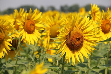 field of growing sunflowers, July, mid-summer