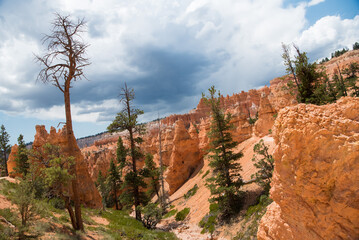 Bryce Canyon National Park hoodoos and pine trees