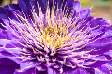 Beautiful purple flower