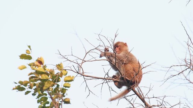 Full shot of Rhesus macaque or Macaca mulatta monkey baby eating fruits on tree during winter morning light at dhikala zone of jim corbett national park or tiger reserve uttarakhand india