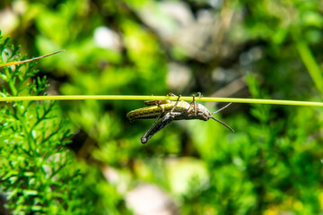 Acrobat cricket on grass in the forest