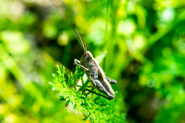Cricket rest on grass in the wild forest