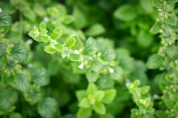 Close up of beautiful fresh mint in the garden