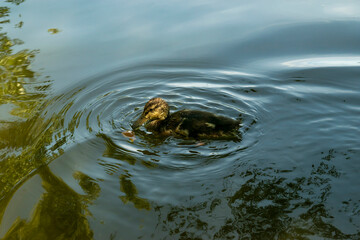 Baby duck on a lake in botanic garden