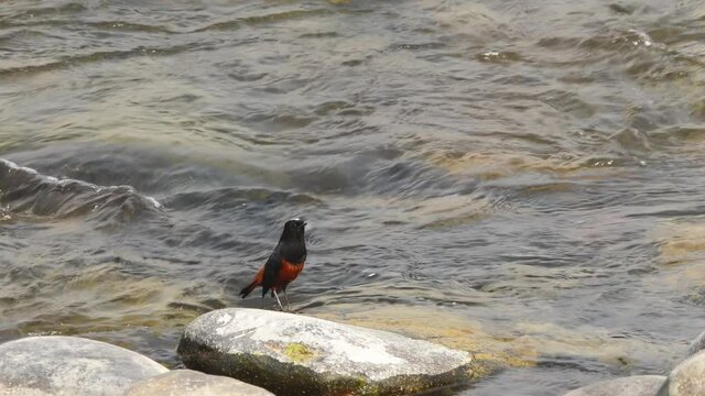full shot of white capped water redstart or Chaimarrornis leucocephalus bird with ramganga river in background at dhikala zone of jim corbett national park uttarakhand india