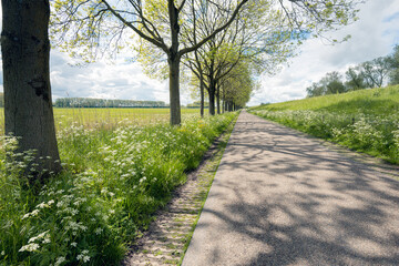 Apparently endless country road along a dike and a row of tall trees. Wild plants and grasses bloom on the roadside. It is spring in the Netherlands.
