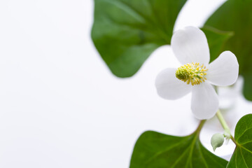 ドクダミの花　白背景