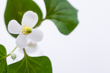 ドクダミの花　白背景