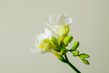 Delicate freesia inflorescence isolated on grey background as spring holiday season symbol concept. Close up shot of fresh flowers with a lot of copy space for text. Minimalistic background.
