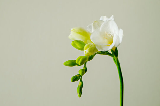 Delicate freesia inflorescence isolated on grey background as spring holiday season symbol concept. Close up shot of fresh flowers with a lot of copy space for text. Minimalistic background.