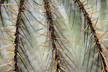 Cactus macro closeup