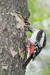 Mother and son, fine art portrait of Great spotted woodpecker female with its chick (Dendrocopos major)