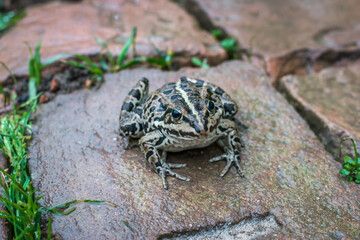 Lake frog on the wet brick pavement