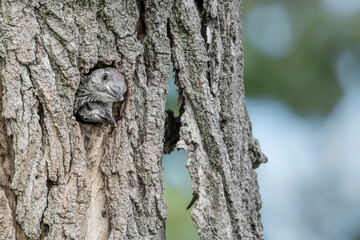 New life in the woodland, European green woodpeckers brothers (Picus virdis)