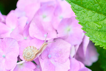水色の紫陽花の花の上にいる仲の良い二匹のカタツムリ Wall Mural Sora Nus