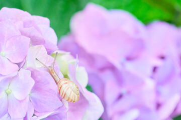 ピンク色の紫陽花の花と一匹のカタツムリ
