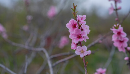 Sweet Cherry blossoms of warm spring. Fresh green tree leaves. Beautiful Japanese ornamental cherries in pink in close-up. Natural background.