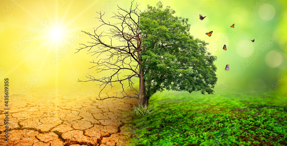 Wall mural tree in two with very different environments earth day or world environment day global warming and p