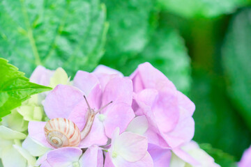 ピンク色の紫陽花の花と一匹のカタツムリ
