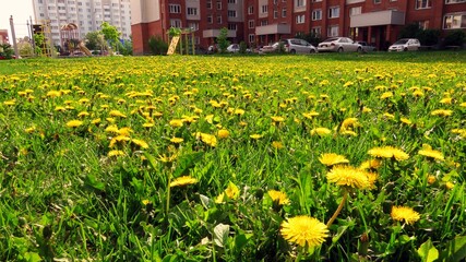 Obraz premium Nature and people, dandelions on the background of the city